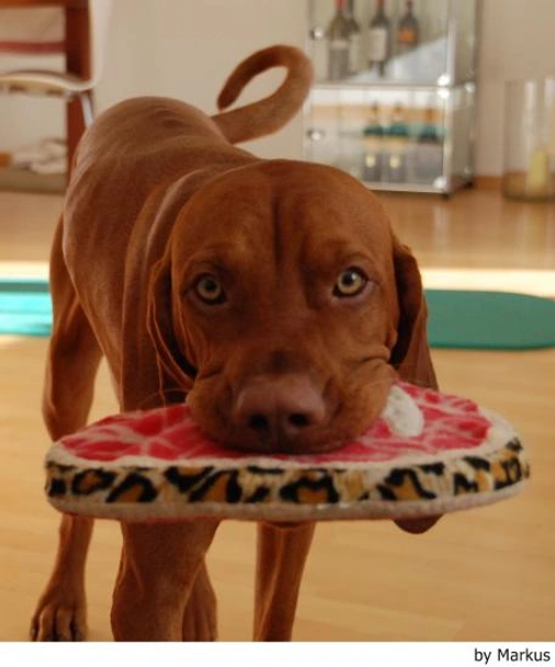 Vizsla korthaar Dogs Ras: Karakter, Levensduur & Prijs | Puppyplaats