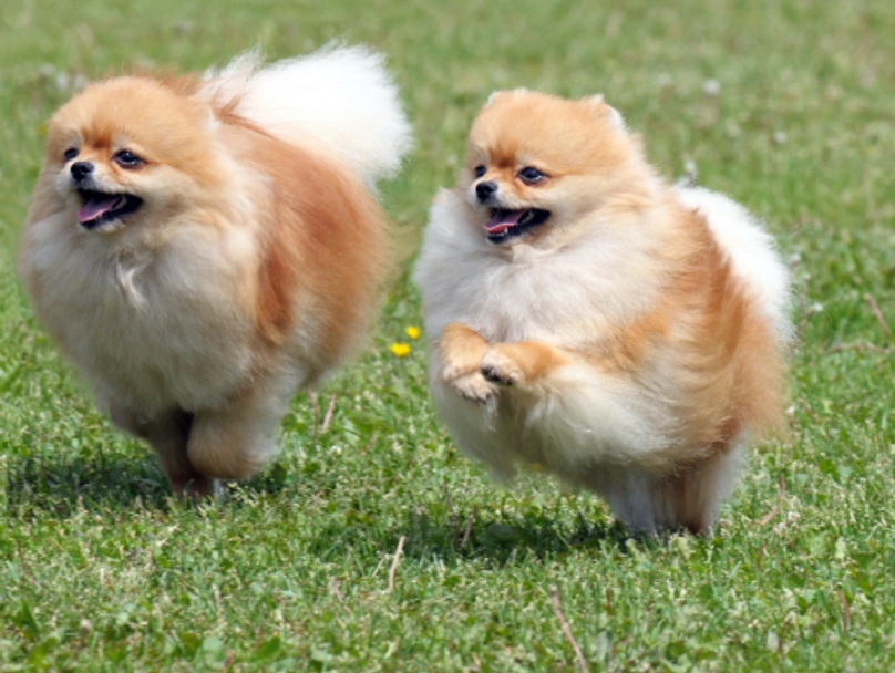 Pomeranian Dogs Breed - Information, Temperament, Size & Price | Pets4Homes