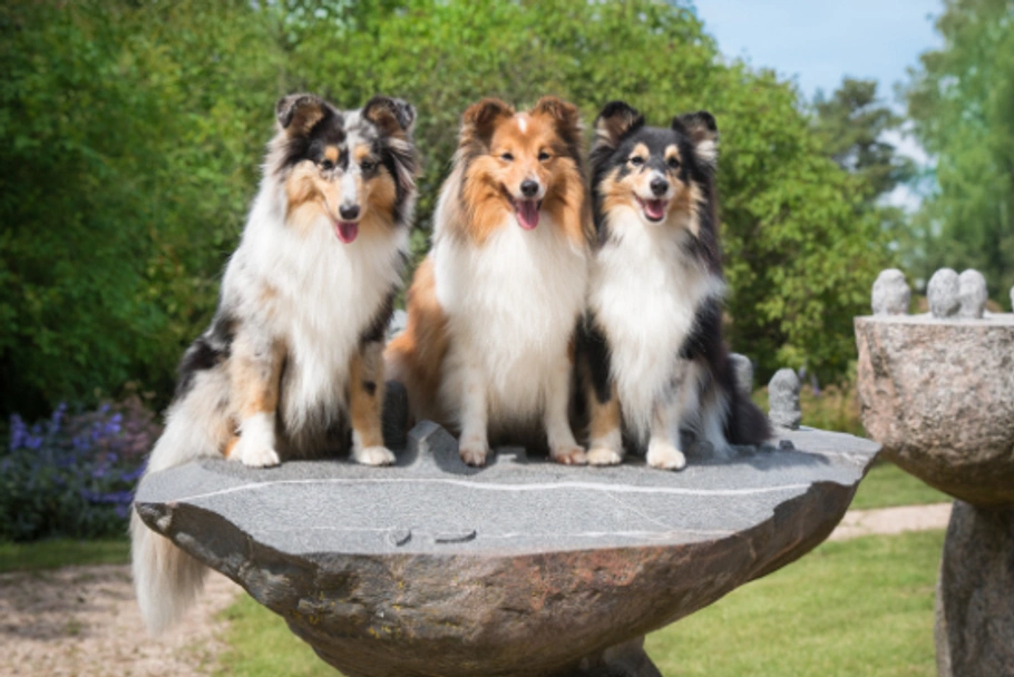 Shetland Sheepdog Dogs Breed - Information, Temperament, Size & Price | Lancaster Puppies