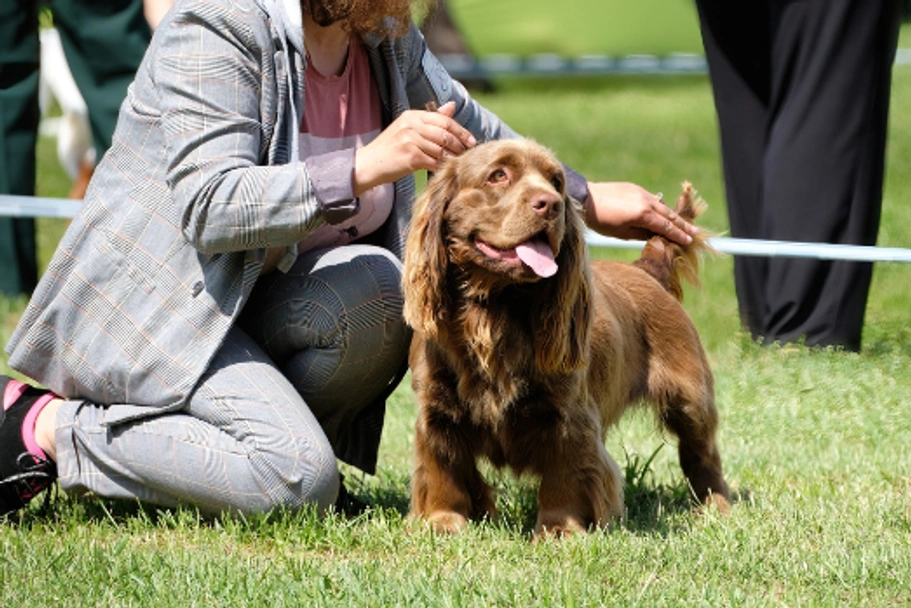 Sussex Spaniel Dogs Ras: Karakter, Levensduur & Prijs | Puppyplaats