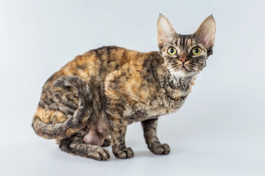 Cornish Rex Cats Razza - Prezzo, Temperamento & Foto | AnnunciAnimali