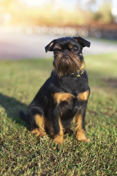 Grifón Belga Dogs Raza - Características, Fotos & Precio | MundoAnimalia