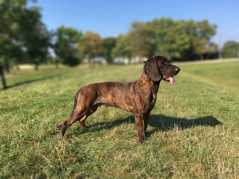 Segugio di Hannover Dogs Razza - Prezzo, Temperamento & Foto | AnnunciAnimali