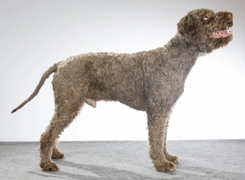 Lagotto Romagnolo Dogs Ras: Karakter, Levensduur & Prijs | Puppyplaats