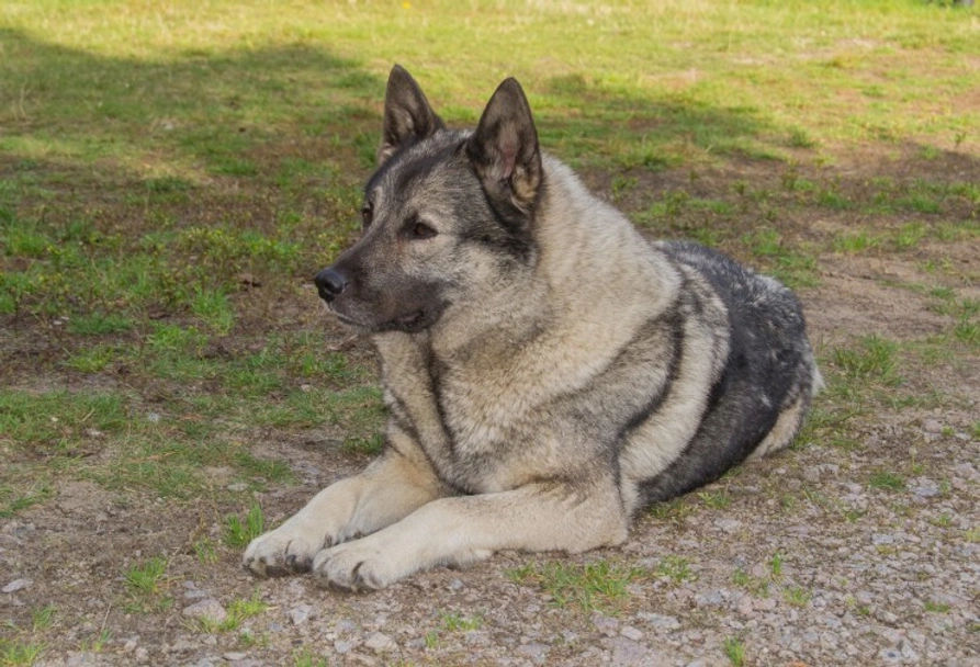 Norwegian Elkhound Dogs Breed - Information, Temperament, Size & Price | Lancaster Puppies
