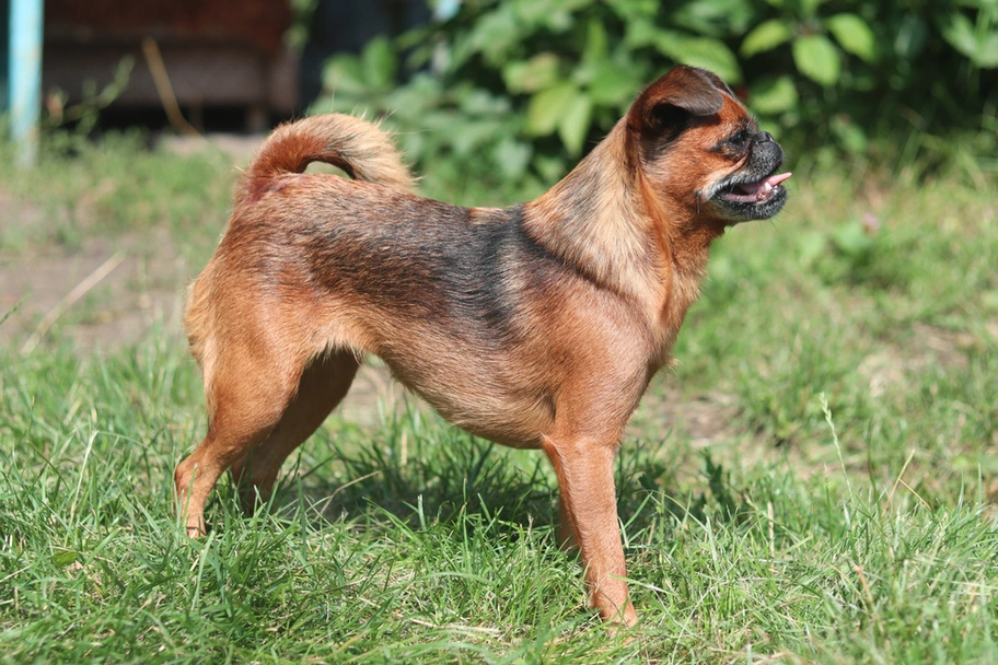 Petit Brabancon Dogs Ras: Karakter, Levensduur & Prijs | Puppyplaats