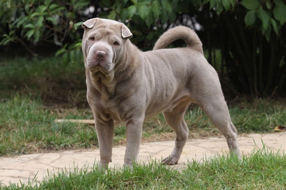 Shar Pei Dogs Razza - Prezzo, Temperamento & Foto | AnnunciAnimali