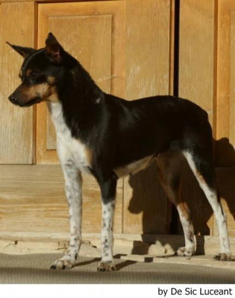 Gos Rater Valencià Dogs Raza - Características, Fotos & Precio | MundoAnimalia