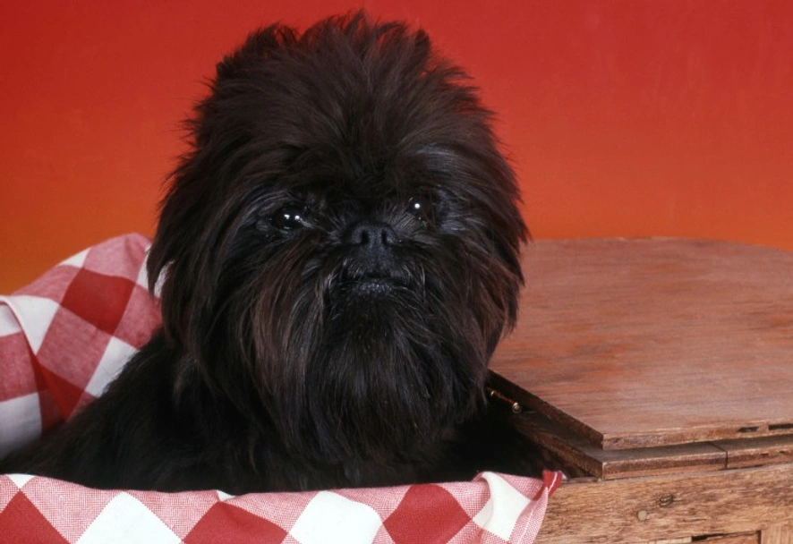 Affenpinscher Dogs Breed - Information, Temperament, Size & Price | Pets4Homes