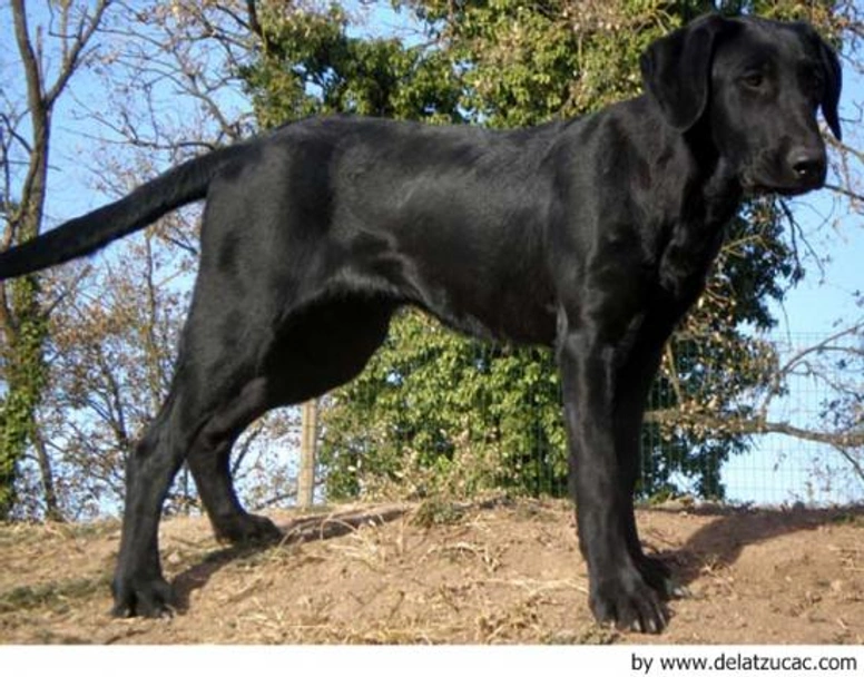 Ca de Bestiar - Perro de Pastor Mallorquín Dogs Raza - Características, Fotos & Precio | MundoAnimalia