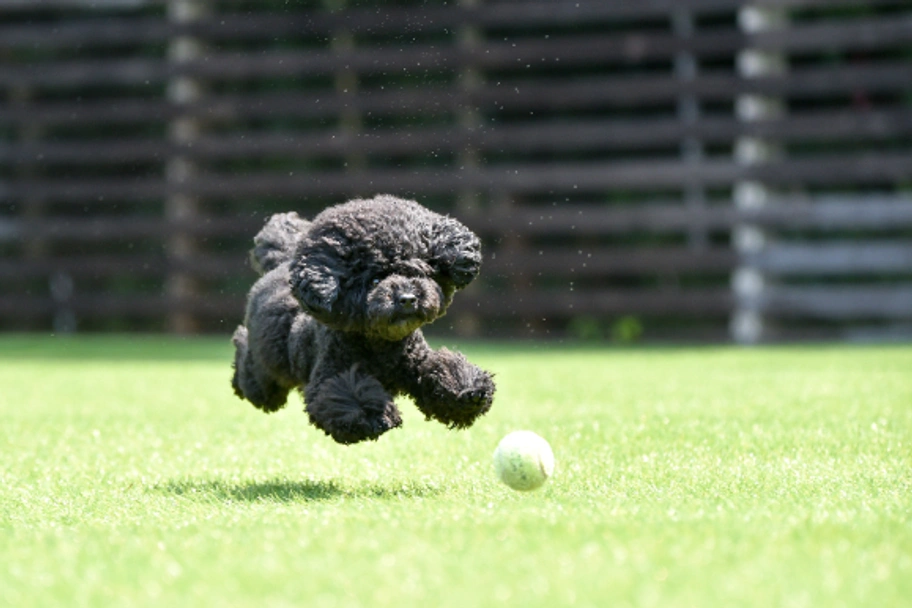 Caniche Toy Dogs Raza - Características, Fotos & Precio | MundoAnimalia