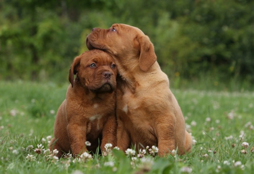 Dogue De Bordeaux Dogs Breed - Information, Temperament, Size & Price | Lancaster Puppies