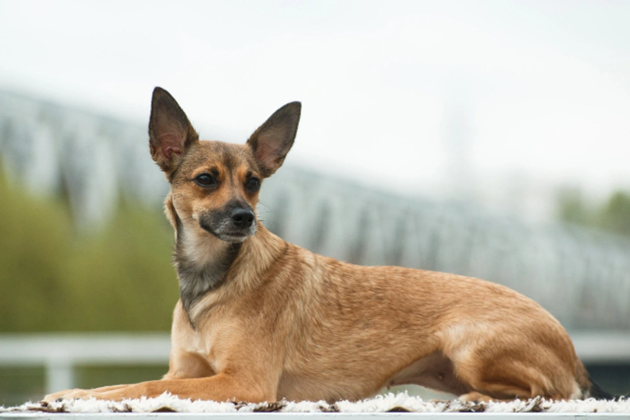 Perro Sin Pelo de Perú Dogs Raza - Características, Fotos & Precio | MundoAnimalia