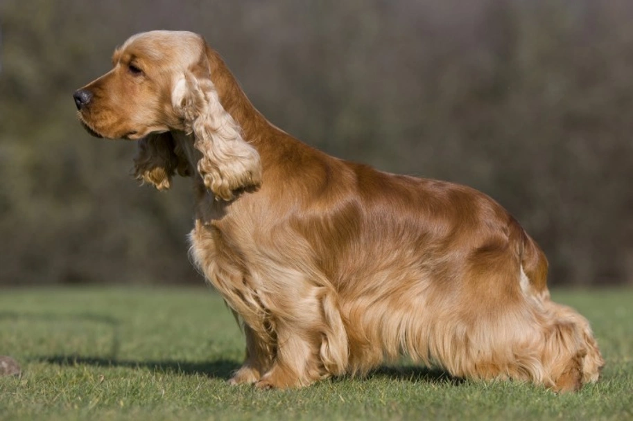 Cocker Spaniel Dogs Breed - Information, Temperament, Size & Price | Pets4Homes