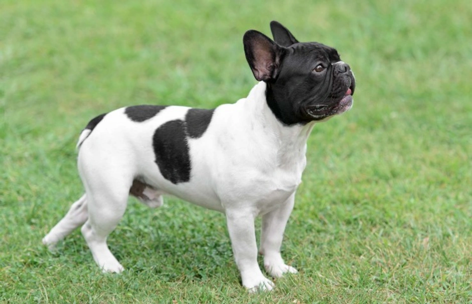 French Bulldog Dogs Breed - Information, Temperament, Size & Price | Lancaster Puppies