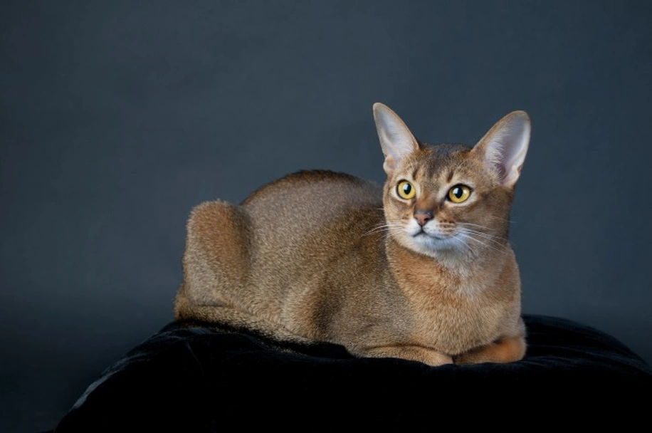 Abyssinian Cats Breed - Information, Temperament, Size & Price | Pets4Homes