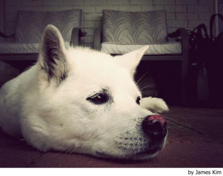 Perro Jindo Coreano Dogs Raza - Características, Fotos & Precio | MundoAnimalia