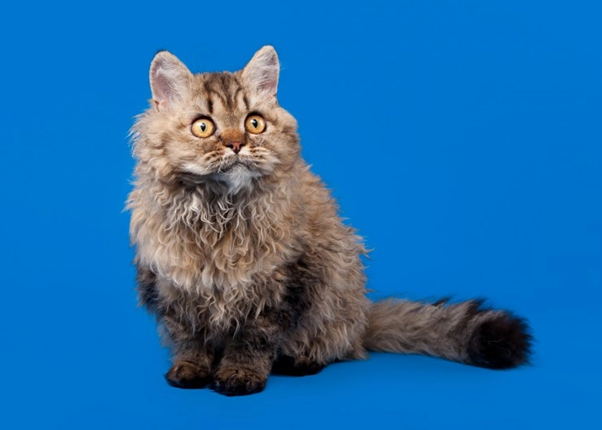 Selkirk Rex Cats Raza - Características, Fotos & Precio | MundoAnimalia