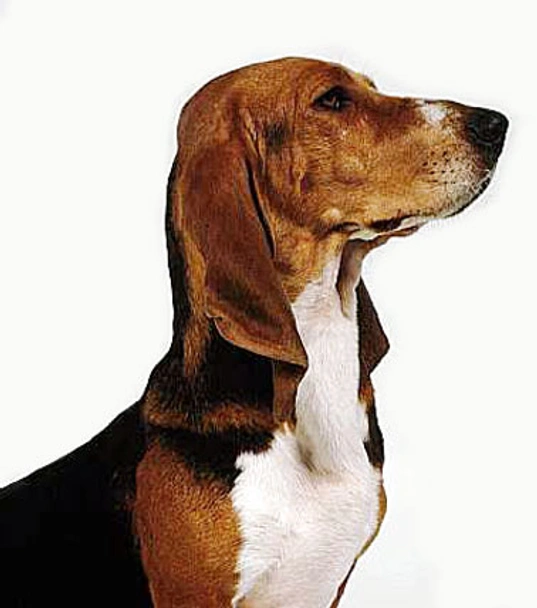 Basset Artésien Normand Dogs Ras: Karakter, Levensduur & Prijs | Puppyplaats