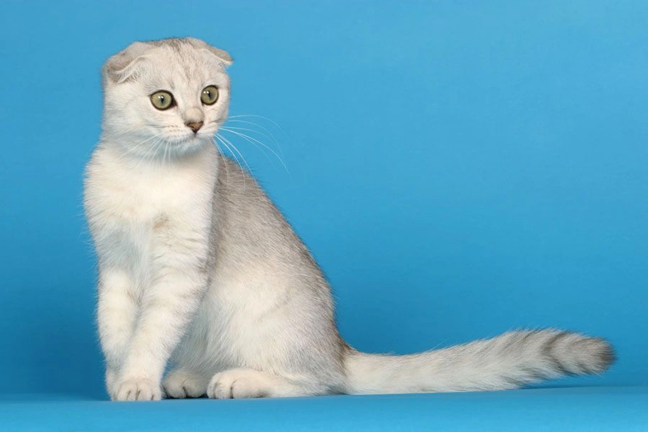 Scottish Fold Cats Raza - Características, Fotos & Precio | MundoAnimalia