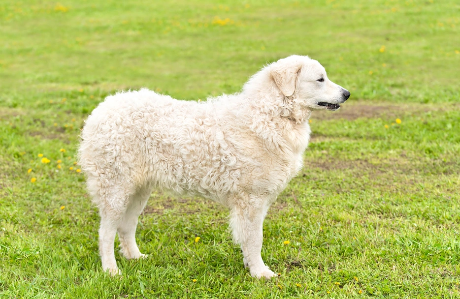 Kuvasz  Dogs Ras: Karakter, Levensduur & Prijs | Puppyplaats