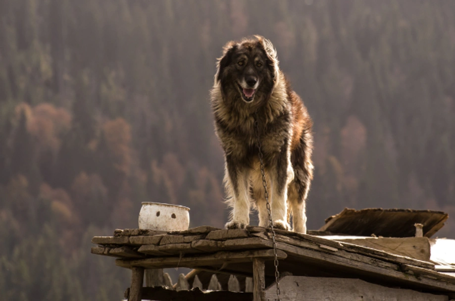 Sarplaninac Dogs Raza - Características, Fotos & Precio | MundoAnimalia
