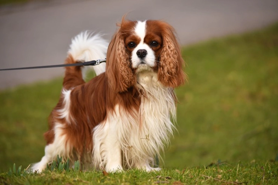 Cavalier King Charles Spaniel Dogs Raza - Características, Fotos & Precio | MundoAnimalia
