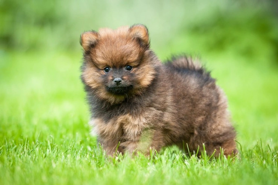 Pomeranian Dogs Breed - Information, Temperament, Size & Price | Pets4Homes