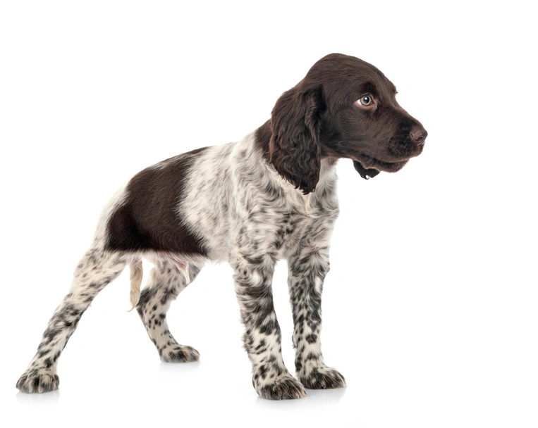 Heidewachtel Dogs Ras: Karakter, Levensduur & Prijs | Puppyplaats