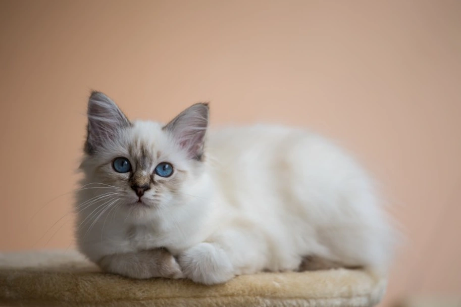Birman Cats Razza - Prezzo, Temperamento & Foto | AnnunciAnimali