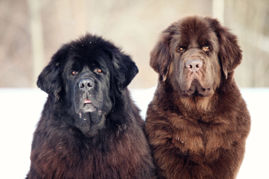 Newfoundlander Dogs Ras: Karakter, Levensduur & Prijs | Puppyplaats