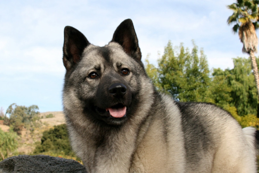 Norwegian Elkhound Dogs Breed - Information, Temperament, Size & Price | Lancaster Puppies