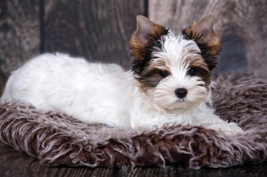 Biewer Terrier Dogs Ras: Karakter, Levensduur & Prijs | Puppyplaats