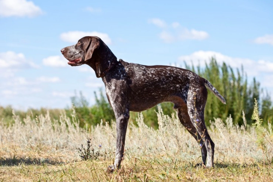 German Shorthaired Pointer Dogs Breed - Information, Temperament, Size & Price | Lancaster Puppies