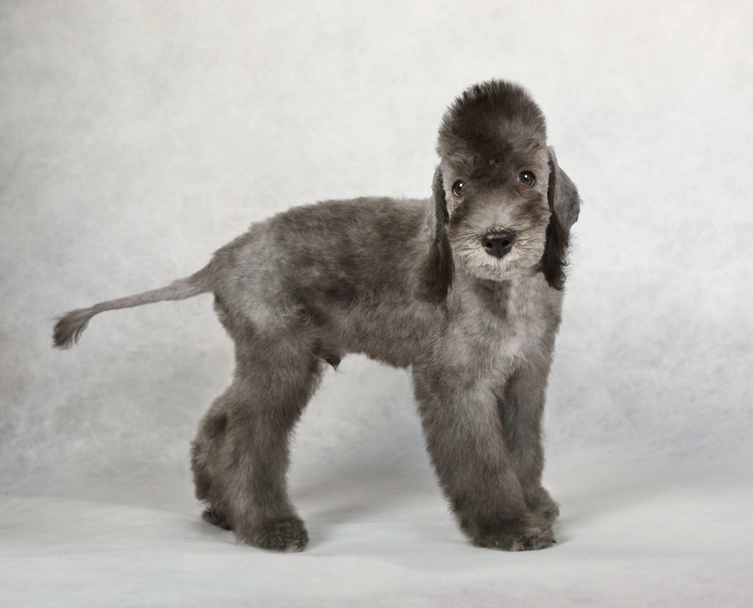 Bedlington Terrier Dogs Razza - Prezzo, Temperamento & Foto | AnnunciAnimali