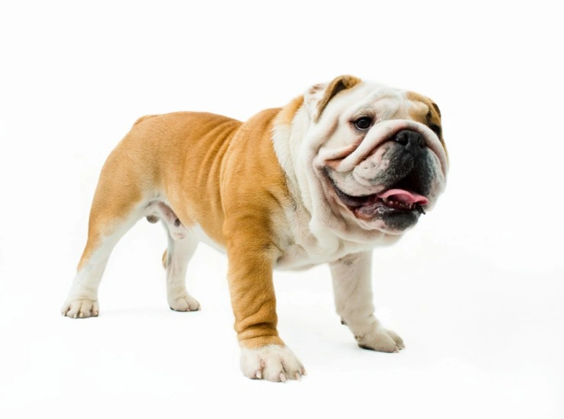 English Bulldog Dogs Breed - Information, Temperament, Size & Price | Pets4Homes