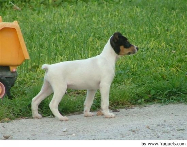 Ratonero Bodeguero Andaluz Dogs Raza - Características, Fotos & Precio | MundoAnimalia