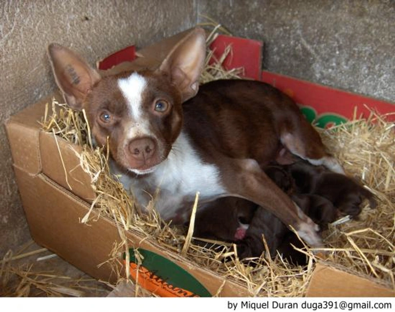 Ca Rater Mallorquí Dogs Raza - Características, Fotos & Precio | MundoAnimalia