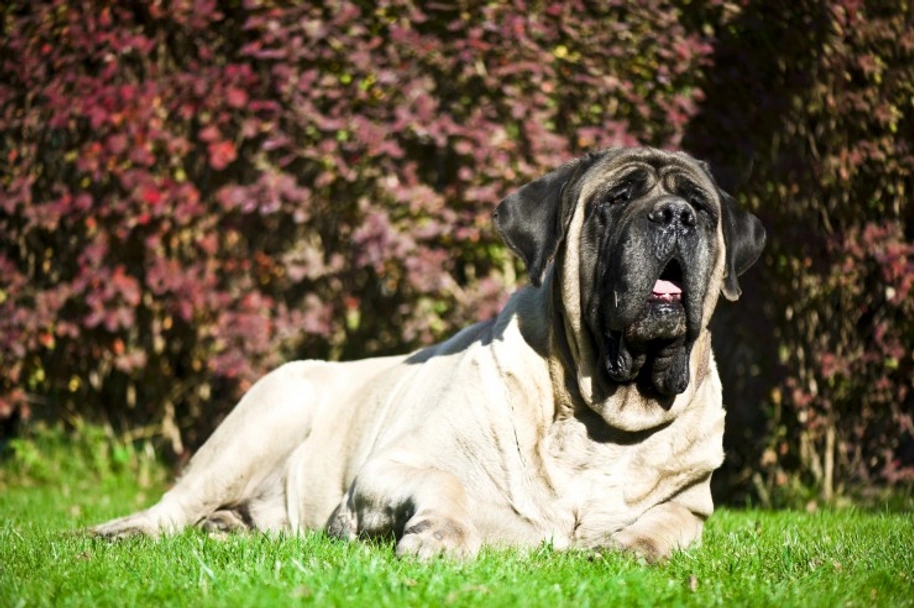 Mastiff Dogs Ras: Karakter, Levensduur & Prijs | Puppyplaats