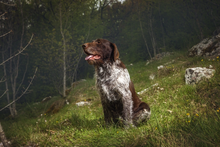 German Wirehaired Pointer Dogs Breed - Information, Temperament, Size & Price | Lancaster Puppies