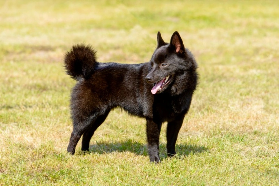 Schipperke Dogs Breed - Information, Temperament, Size & Price | Pets4Homes