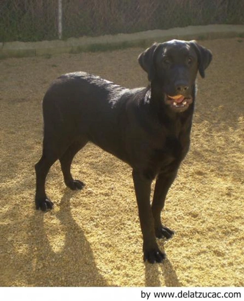 Ca de Bestiar - Perro de Pastor Mallorquín Dogs Raza - Características, Fotos & Precio | MundoAnimalia