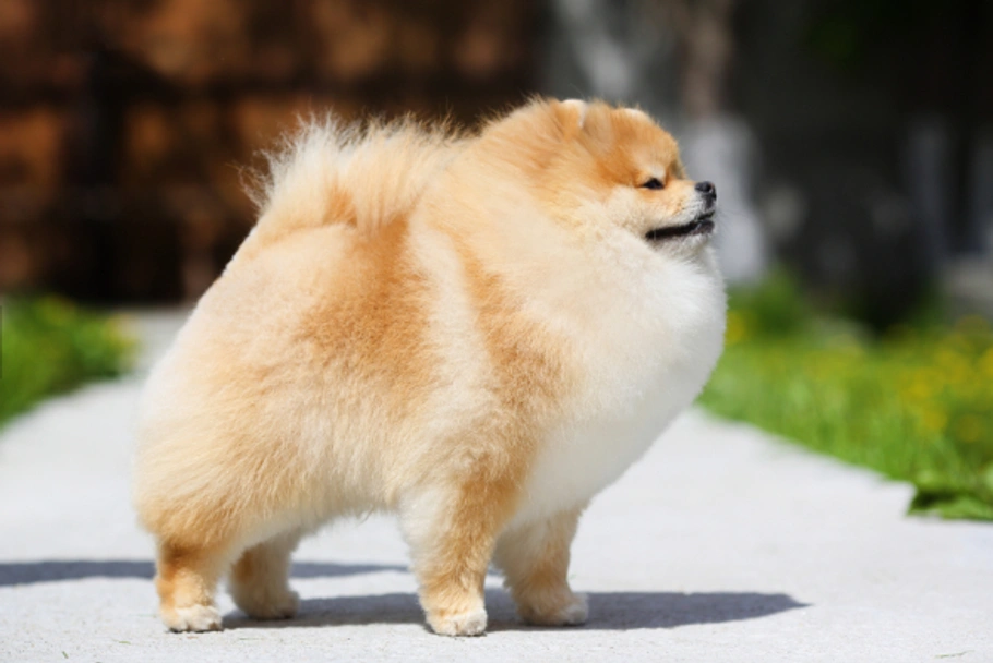 Pomeranian Dogs Breed - Information, Temperament, Size & Price | Pets4Homes