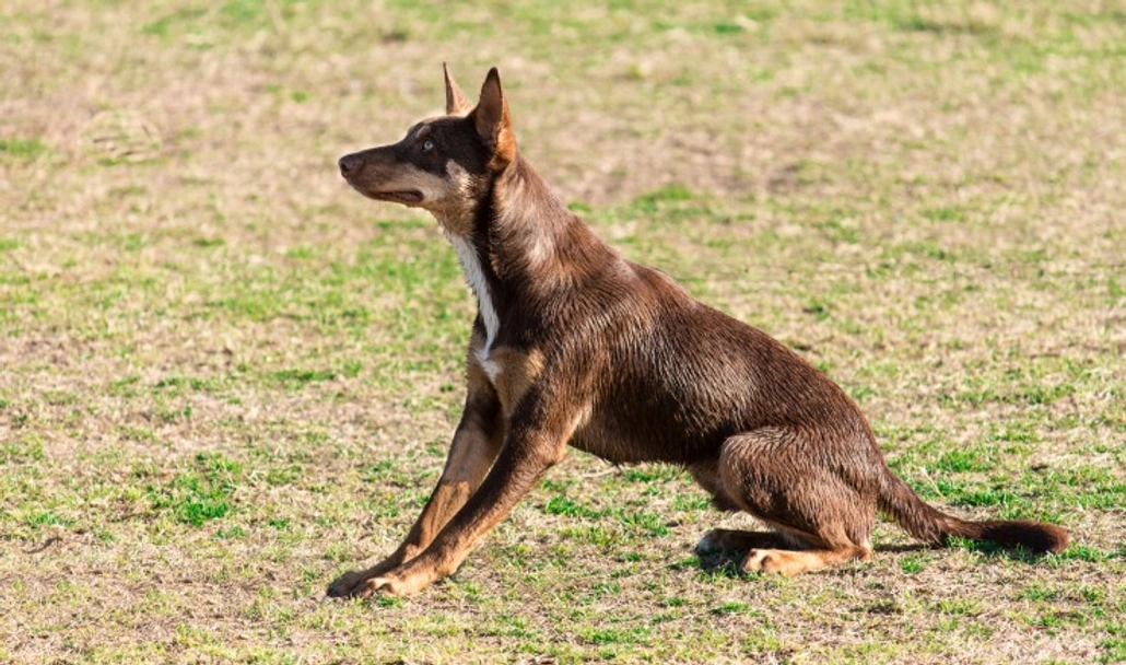 Kelpie Australiano Dogs Razza - Prezzo, Temperamento & Foto | AnnunciAnimali