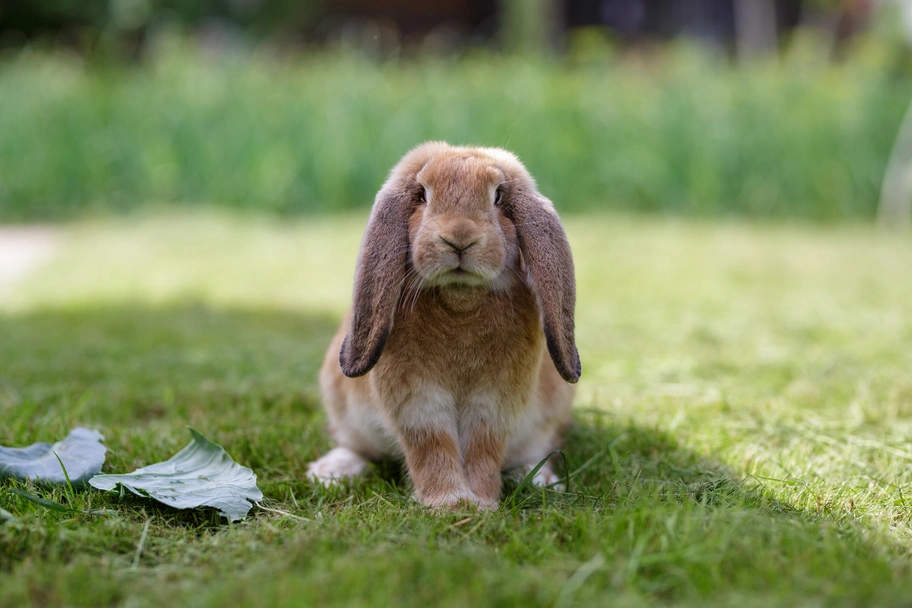 French Lop Rabbits Breed - Information, Temperament, Size & Price | Pets4Homes