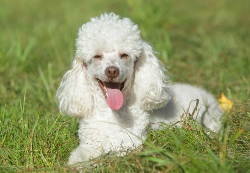 Caniche Toy Dogs Raza - Características, Fotos & Precio | MundoAnimalia