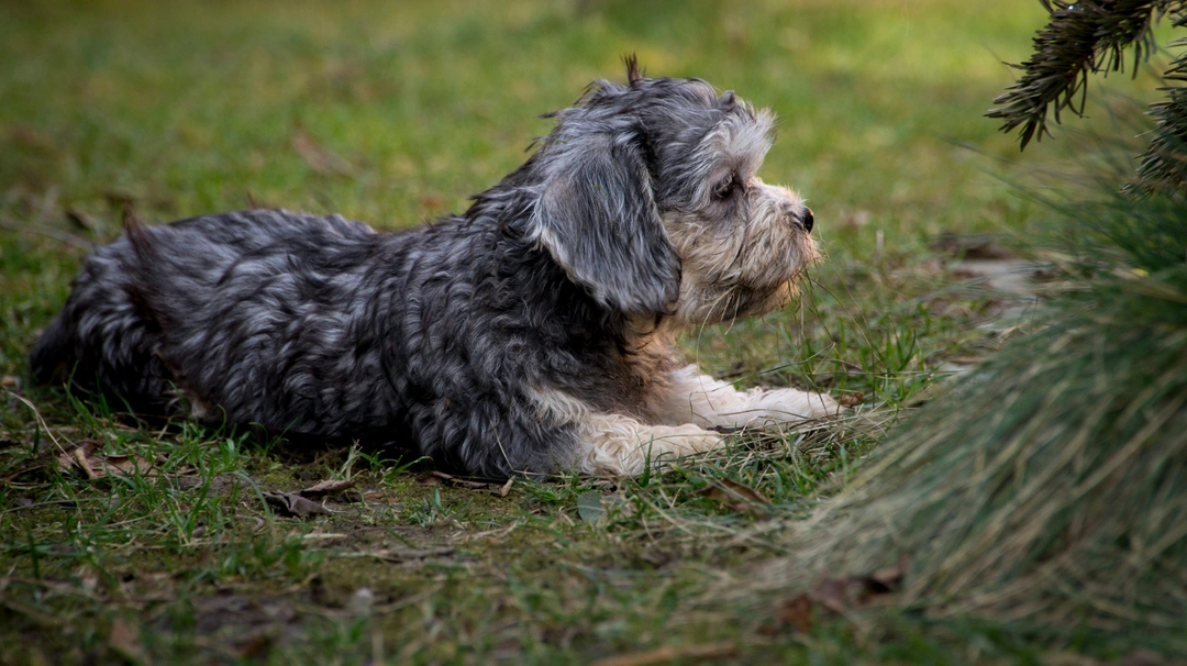 Dandie Dinmont Terriër Dogs Ras: Karakter, Levensduur & Prijs | Puppyplaats
