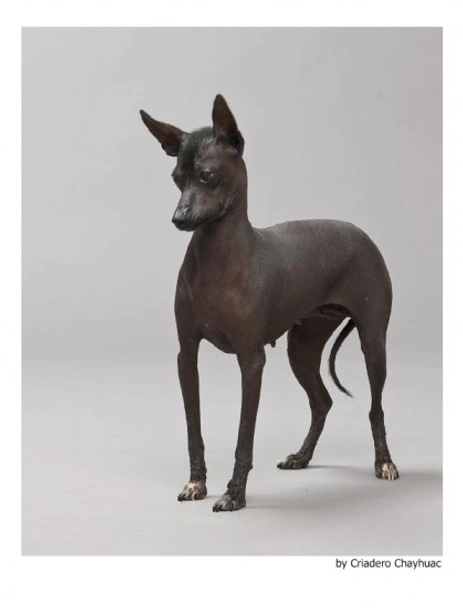 Perro Sin Pelo de Perú Dogs Raza - Características, Fotos & Precio | MundoAnimalia