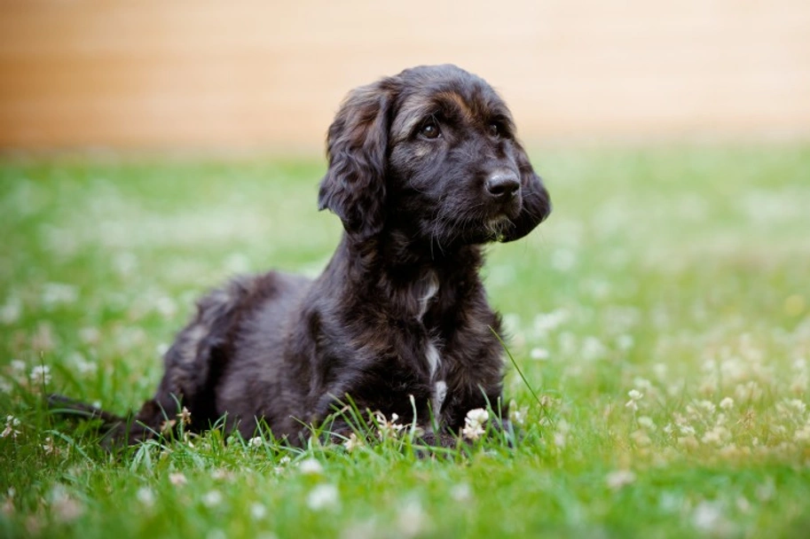 Galgo Afgano Dogs Raza - Características, Fotos & Precio | MundoAnimalia