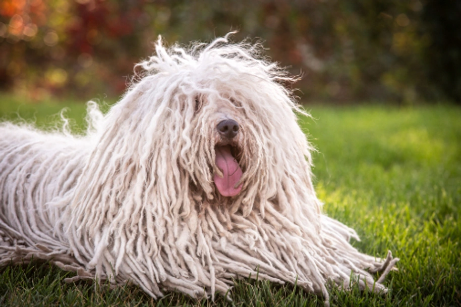 Hungarian Puli Dogs Breed - Information, Temperament, Size & Price | Lancaster Puppies